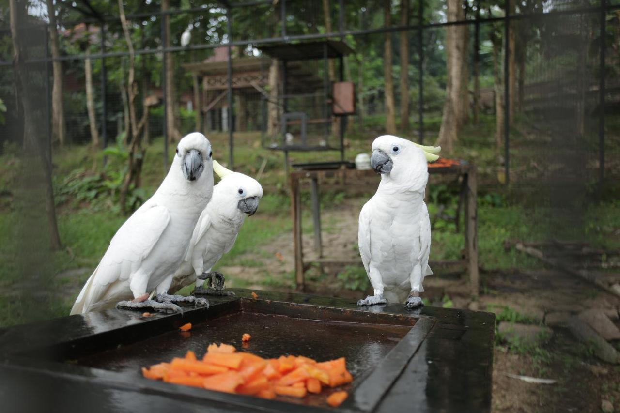 Kasuari Exotic Resort Magelang Dış mekan fotoğraf